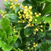 米蘭花的寓意和象征風水講究？